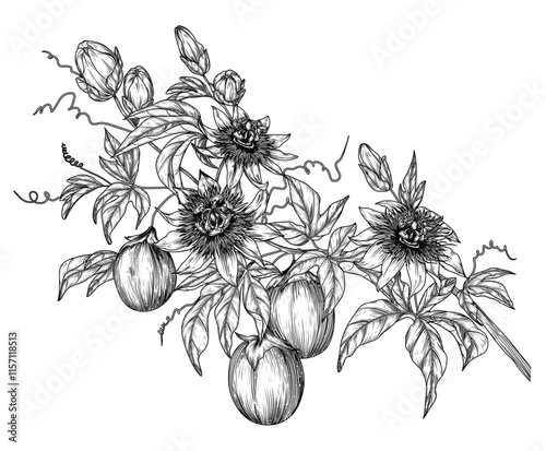 Vector illustration of a passion fruit branch with leaves and flowers in engraving style	