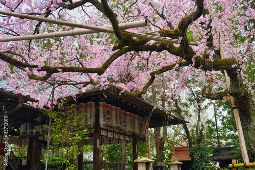 京都　水火天満宮　美しい枝垂れ桜（しだれ桜）（日本京都府京都市）Beautiful weeping cherry blossoms at Suika Tenmangu Shrine （Suikatenmangu Shrine ）in Kyoto (Kyoto City, Kyoto Prefecture, Japan) photo