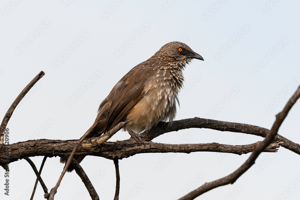 Cratérope fléché,.Turdoides jardineii, Arrow marked Babbler Cratérope fléché,.Turdoides jardineii, Arrow marked Babbler