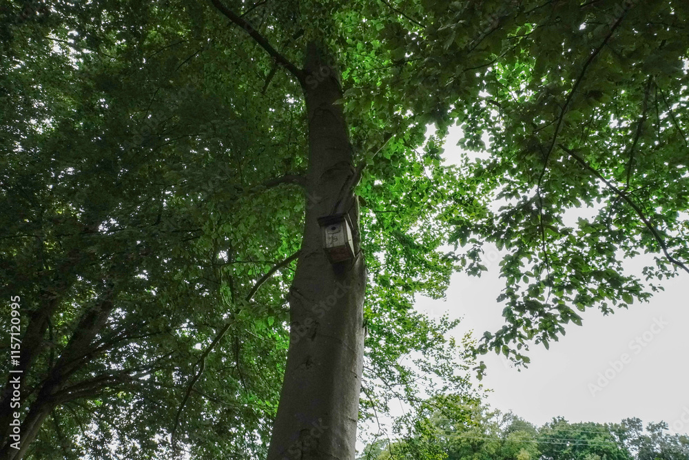 Fototapeta premium A bird feeder is neatly attached to a tree surrounded by natural greenery