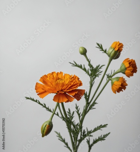 A single marigold flower with orange petals and green stem on white.