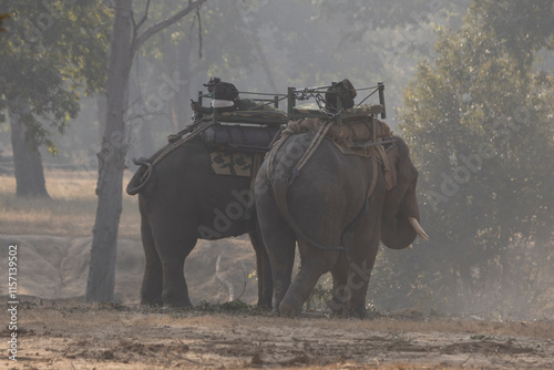 Canvas Print Domesticated Asian elephants