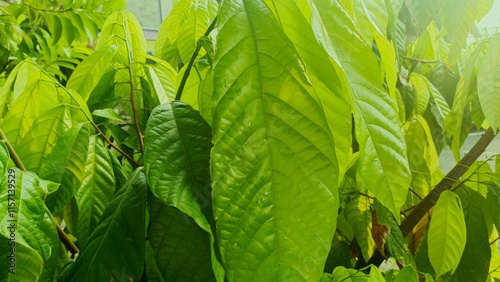 Leaves of the cocoa tree, cacao leaf photo