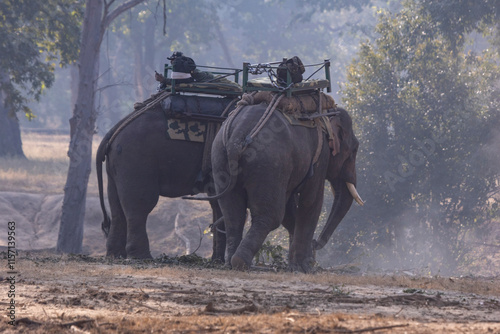 Photography Domesticated Asian elephants
