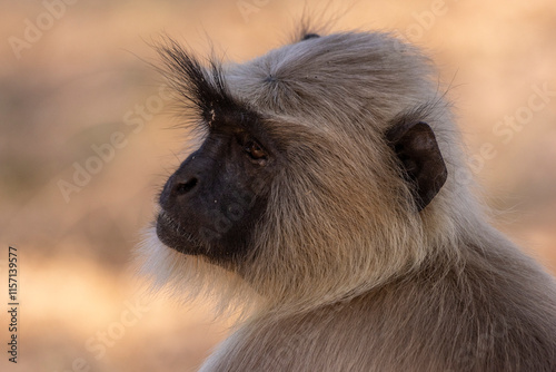 portrait of a Langur monkey photo