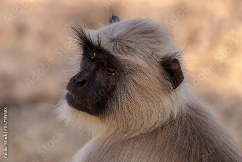 Canvas Print portrait of a Langur monkey