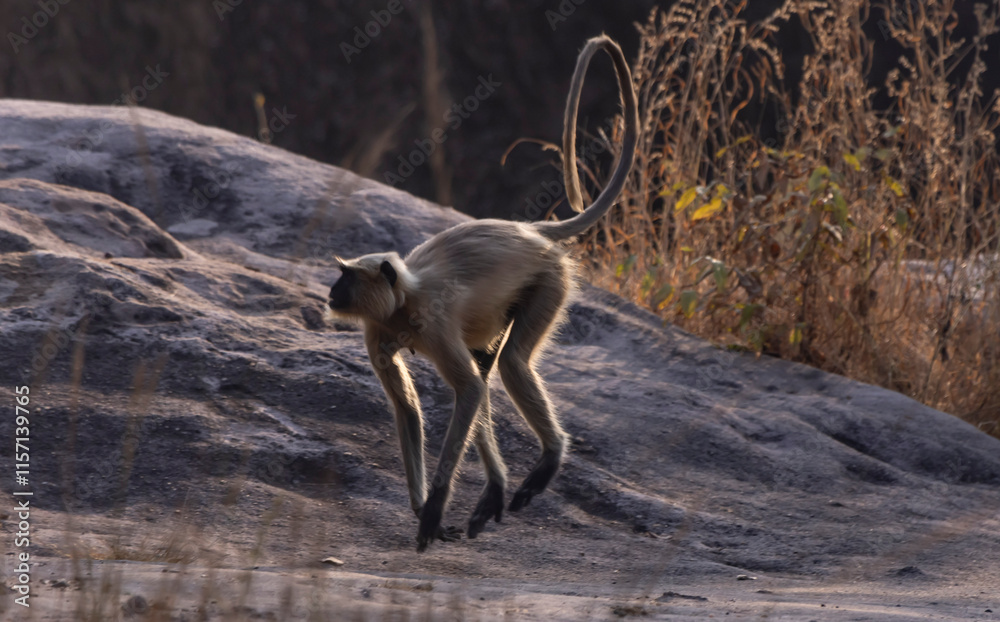 Naklejka premium Langur monkey running