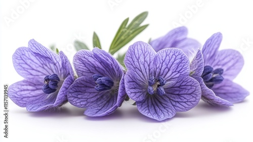 aconite close up stock image isolated on a white background aconite --ar 16:9 --style raw --stylize 750 --v 6.1 Job ID: 2fe3b5c3-c2fe-4606-b938-c4a05e591d9f photo