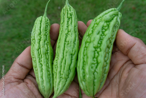 fresh green bitter gourds in the hands of the farmer