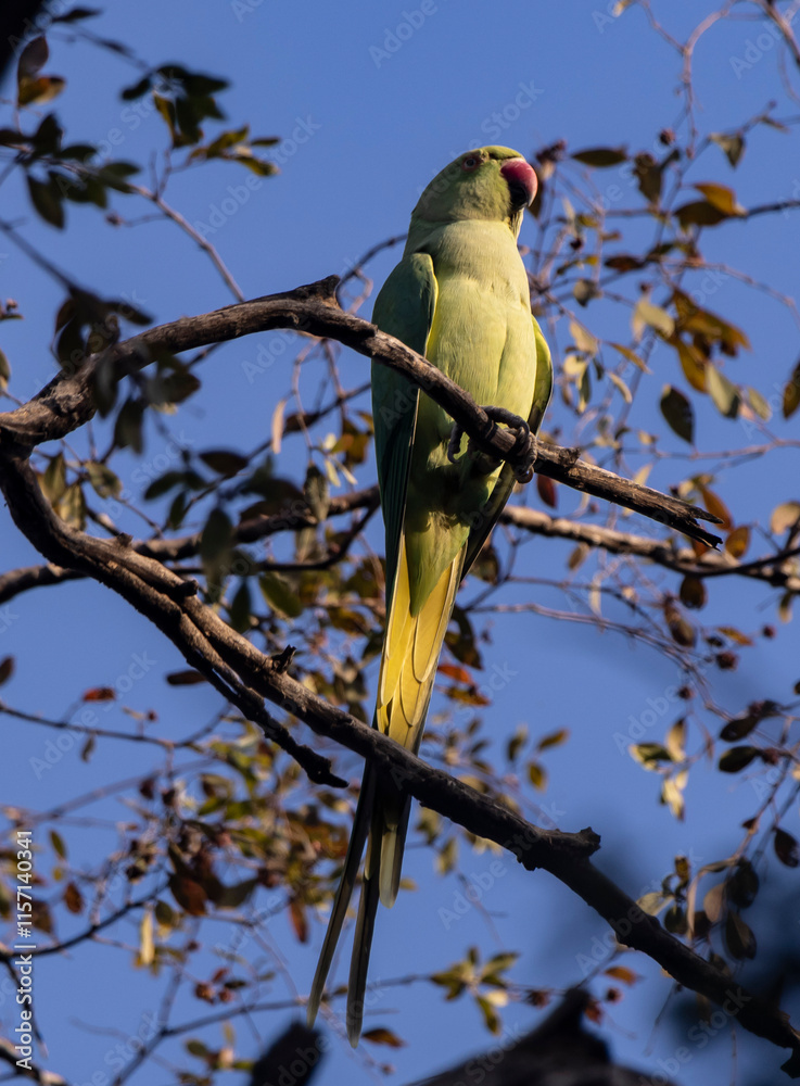 parakeet parrot