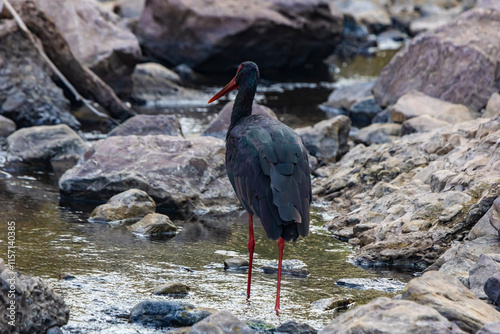 Black stork