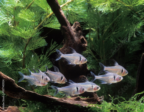 Poisson d'aquarium .