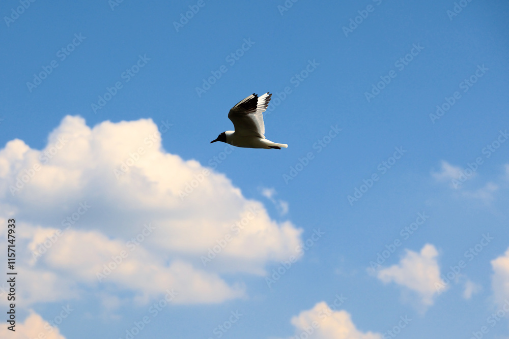 Fototapeta premium Seagull Flying In Blue Sky With White Clouds.