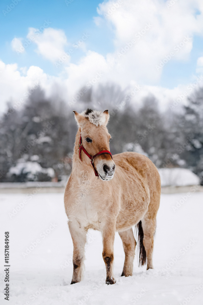 Obraz premium Wild horse in snowy forest and blue sky