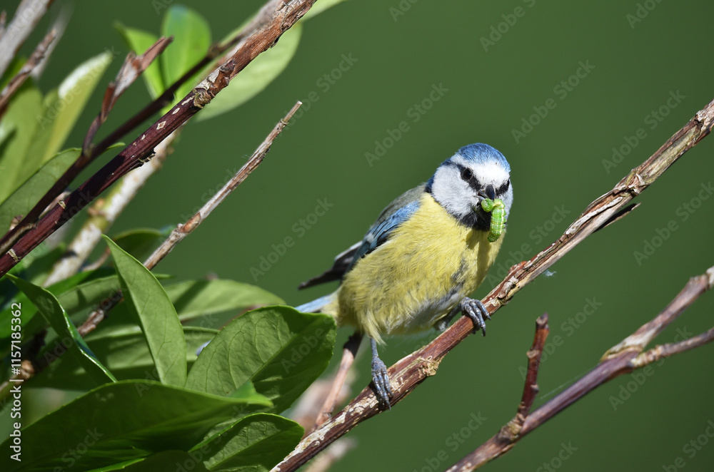 Obraz premium Blaumeise mit Insekt im Schnabel 