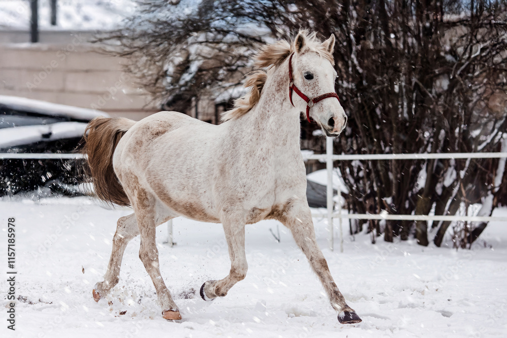 Beautiful white horse running in winter Beautiful white horse running in winter