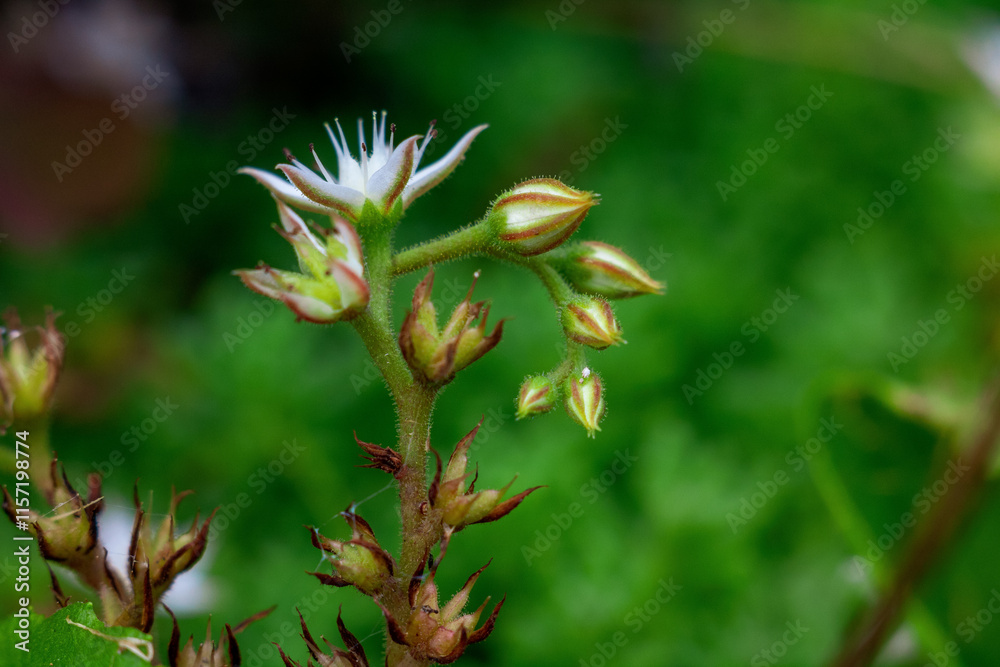 Close-up of tiny flower opening up among bright green moss, beauty and solitude of nature. Close-up of tiny flower opening up among bright green moss, beauty and solitude of nature.