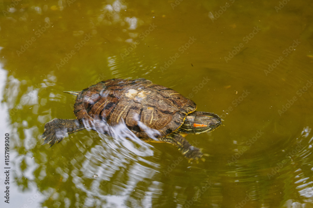 Turtle swims calmly in a pond, enjoying the aquatic environment surrounded by greenery and reflection on the surface. Turtle swims calmly in a pond, enjoying the aquatic environment surrounded by greenery and reflection on the surface.