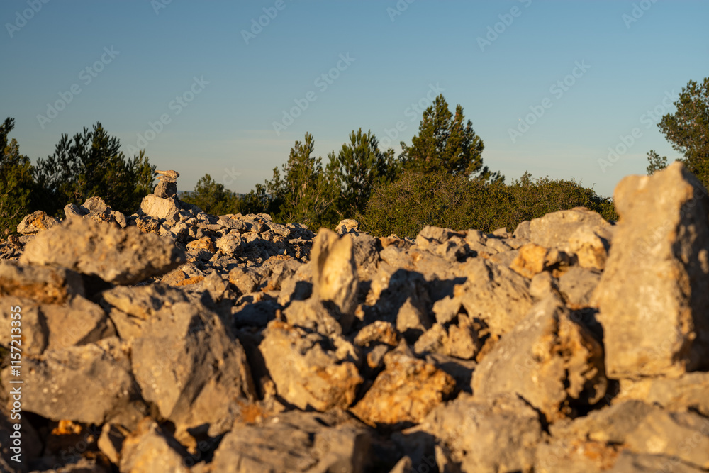Obraz premium trees in the mountains