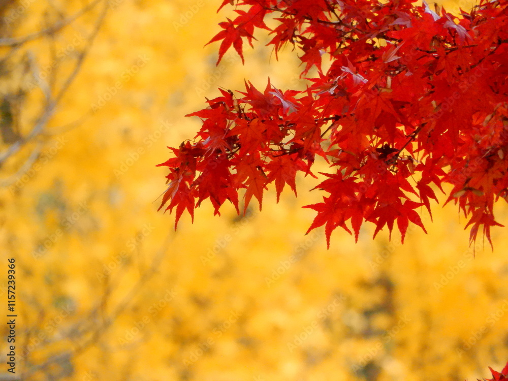 黄色に染まったイチョウと鮮やかなもみじ