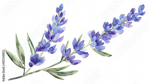 Exquisite Lavender Flower Watercolor Botanical Drawing Illustration