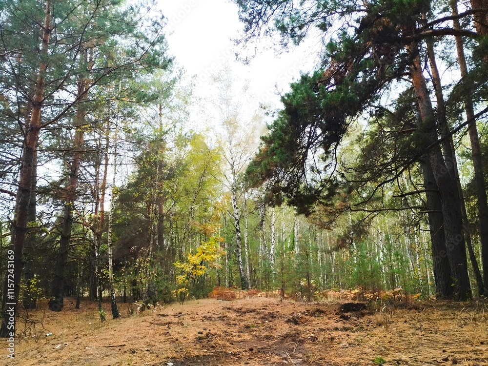 Obraz premium Image of the forest with trees in the background. Forest in the autumn. Image of the forest in the autumn