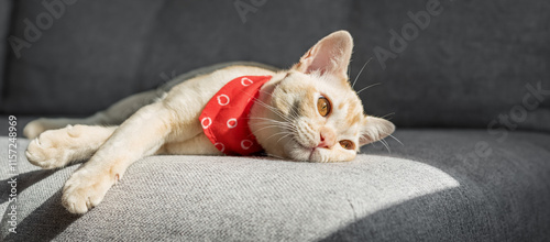 Cream Burmese cat with amber eyes resting on a gray sofa.