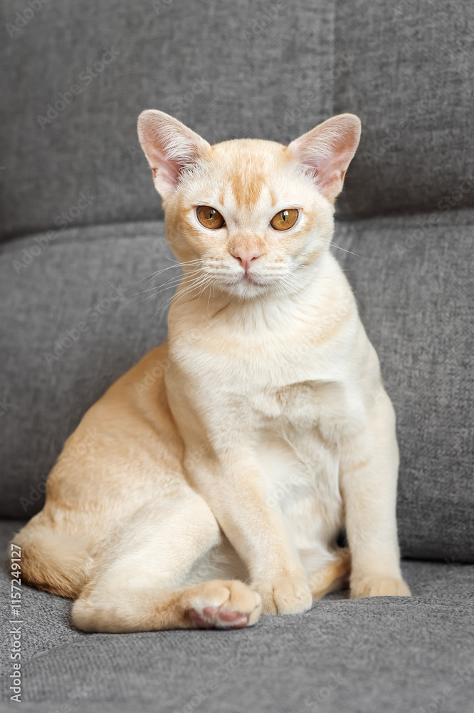 Cream Burmese cat with amber eyes resting on a gray sofa. Cream Burmese cat with amber eyes resting on a gray sofa.