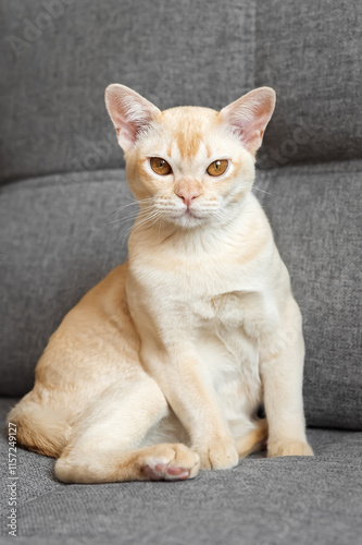 Cream Burmese cat with amber eyes resting on a gray sofa.