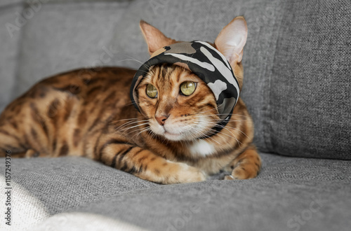 Funny Bengal cat resting on a gray sofa.