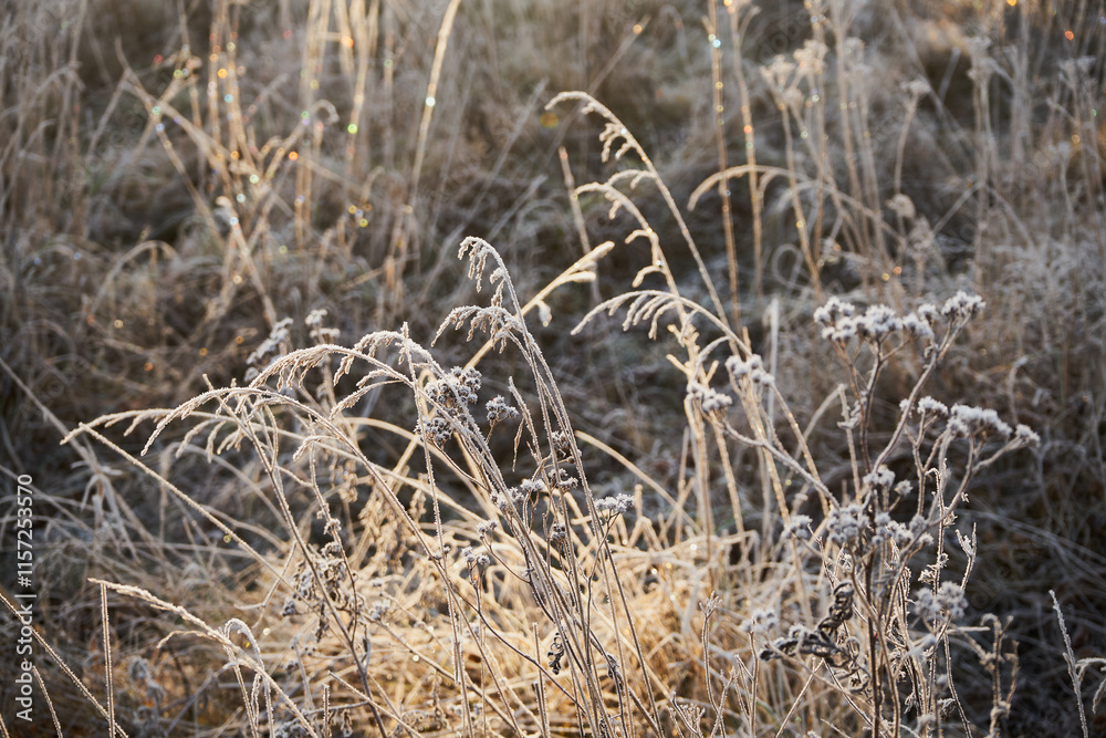 Fototapeta premium łąka ,zima 