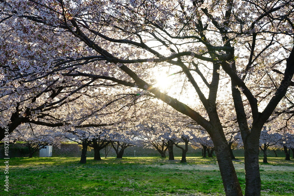 加治川治水公園の桜並木(新潟県) 加治川治水公園の桜並木(新潟県)