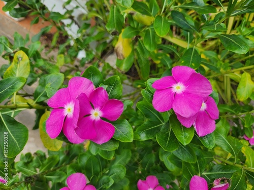 Catharanthus roseus flowers