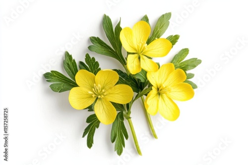 Aconite flower isolated on white background, top view, high contrast, botanical illustration, standalone object study photo