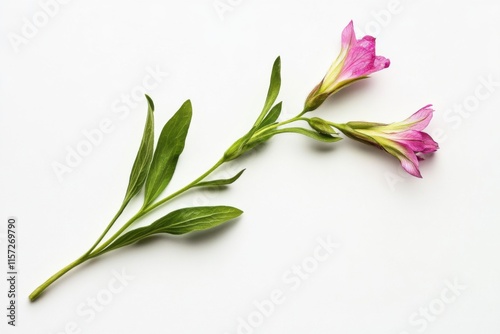 Lechenaultia flower isolated on white background, top view, high contrast, botanical illustration concept photo