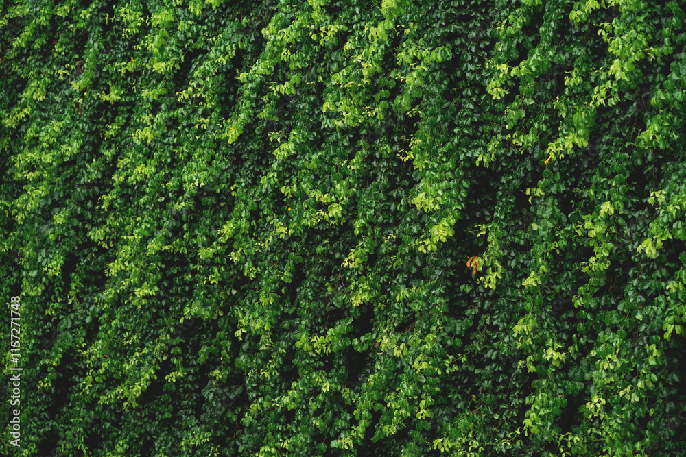 A lush green vine covered wall. The vines are green and are growing in a dense, tangled manner A lush green vine covered wall. The vines are green and are growing in a dense, tangled manner