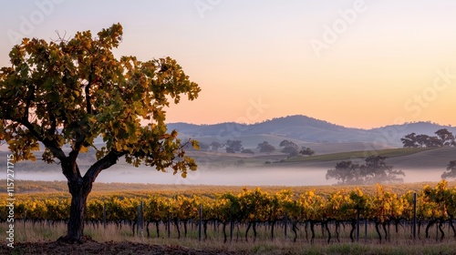 Serene Vineyard Landscape with Early Morning Mist and Vibrant Tree in a Picturesque Setting