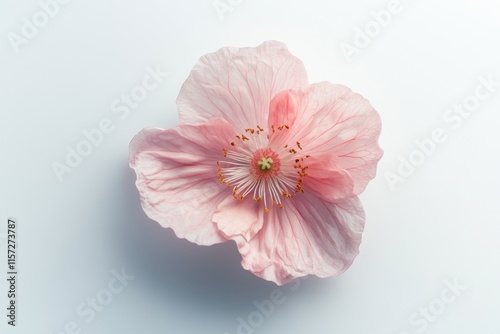 Red poppy flower isolated on white background, top view, high contrast, product showcase photo