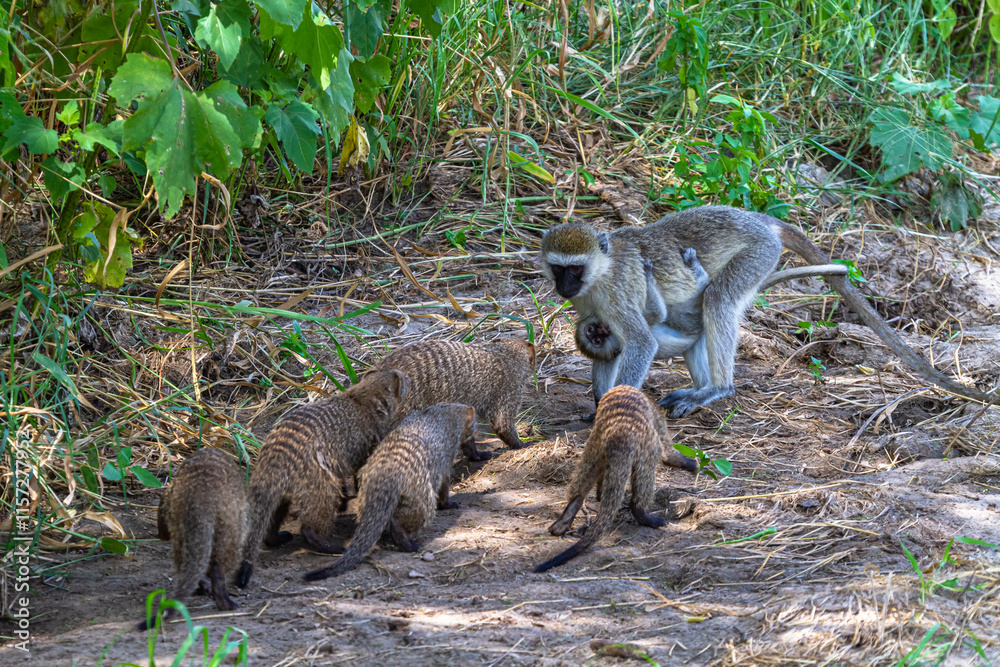 Naklejka premium Green monkey with baby versus family of mongooses. Serengeti, Tanzania