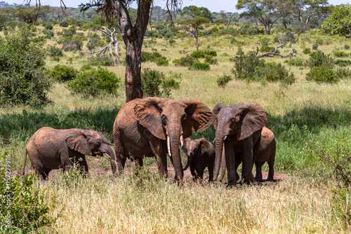 Herd of elephants  from Tarangire. Tanzanya, Africa photo