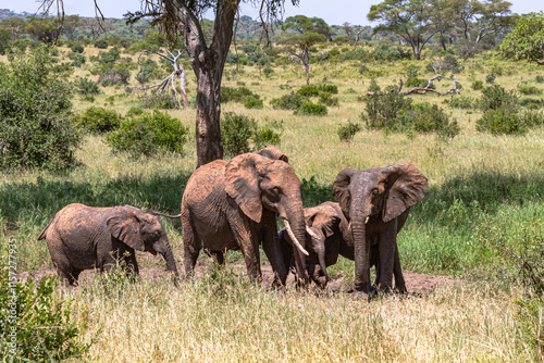 Herd of elephants  from Tarangire. Tanzanya, Africa photo