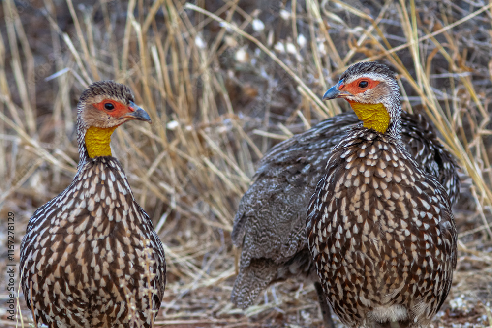 Fototapeta premium Dialogue between two partridges. Samburu, Kenya