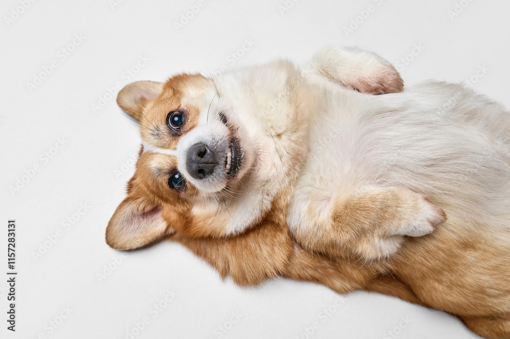 Aerial view of cute, charming purebred Corgi lying on back with playful, funny expression looking at camera against white background. Concept of animals, grooming, veterinary, love and care. Ad Aerial view of cute, charming purebred Corgi lying on back with playful, funny expression looking at camera against white background. Concept of animals, grooming, veterinary, love and care. Ad