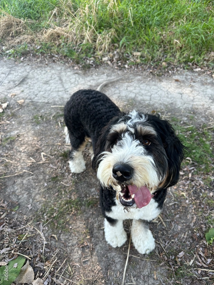 Fototapeta premium happy bernedoodle on a walk in the summer