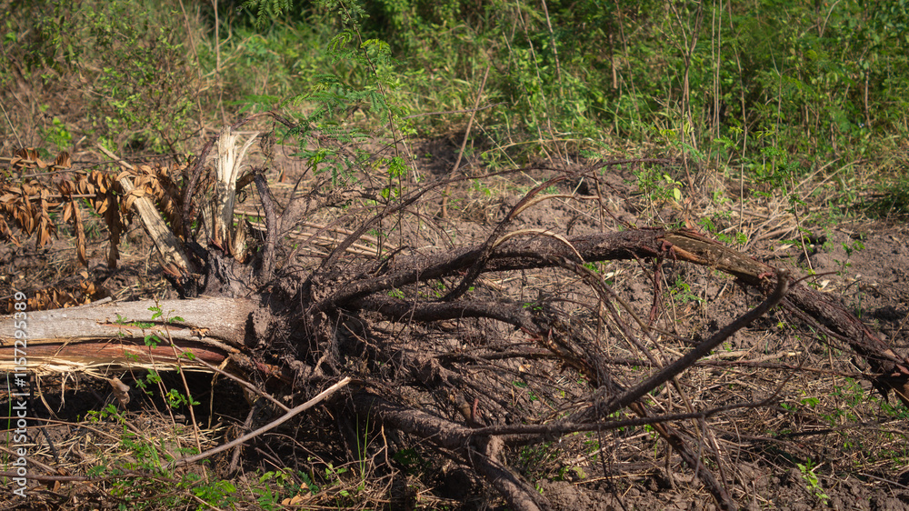 Trees were plucked from the ground and the roots were black. Concept of deforestation and global warming Trees were plucked from the ground and the roots were black. Concept of deforestation and global warming
