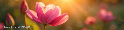 Delicate pink petals unfolding in warm sunlight, flower, blooming