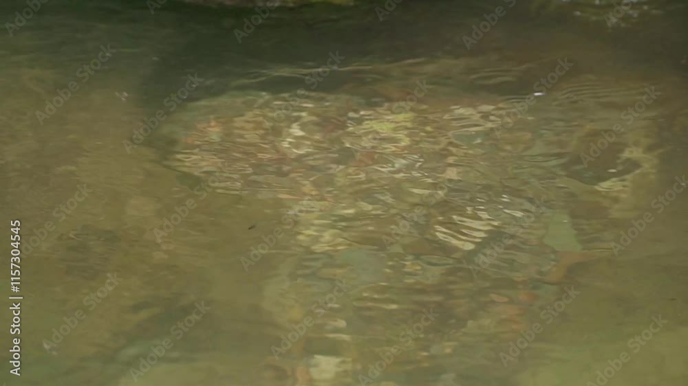 Colorful stones lie beneath clear water in a serene stream in the forest during the afternoon Colorful stones lie beneath clear water in a serene stream in the forest during the afternoon