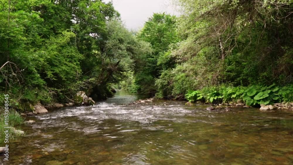 Serene creek flowing through lush green forest in tranquil natural setting Serene creek flowing through lush green forest in tranquil natural setting