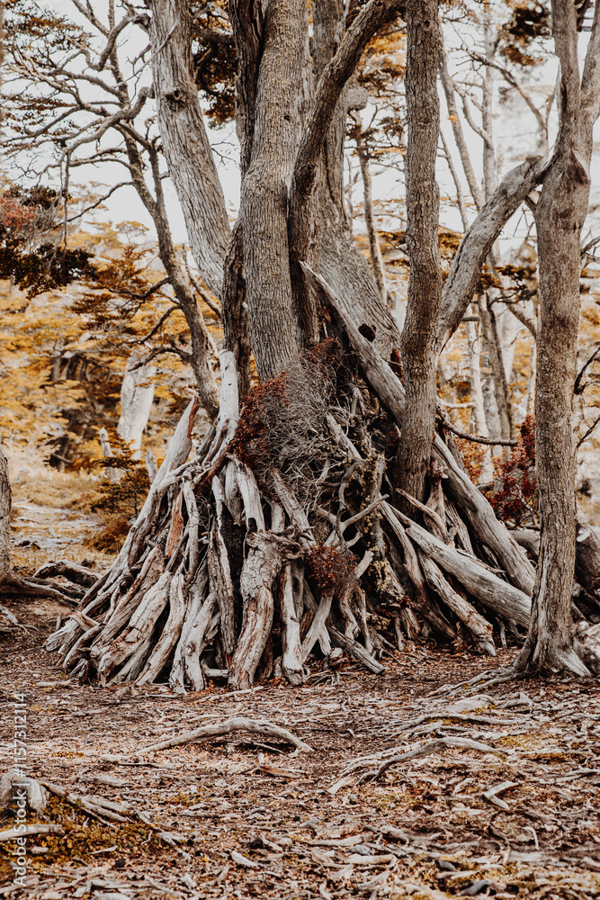 Fototapeta premium Shelter built with branches in Tierra del Fuego forest