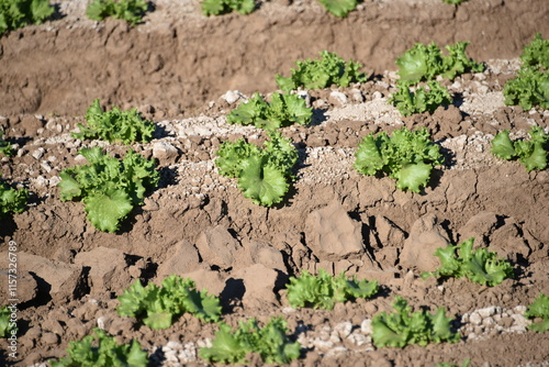 Yuma, AZ. U.S.A. 11/2024.  At the convergence of Arizona, California, Mexico and the Colorado River is Yuma, Arizona, the Winter Lettuce capital of North America. Between the months of October and Apr